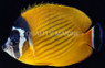 Hong Kong Butterflyfish :: 13134