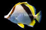 Bank Butterflyfish  :: 13143