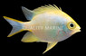 Ternate Damselfish