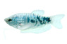 Opaline Gourami :: 36326