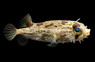 Spider Eye Pufferfish