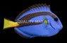 Blue Tang