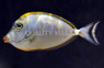 Blonde Naso Tang :: 31528