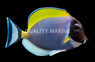 Powder Blue Tang