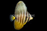 Sailfin Tang