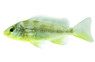 Giraffe Venustus Malawi Cichlid :: 10819