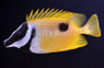 One Spot Foxface Rabbitfish :: 27001