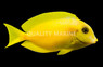 Orange Shoulder Tang, Juvenile