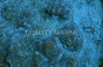 Chalice Big Emerald Green Eye :: 83883