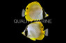 Philippine Butterflyfish :: 13017