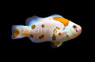 White Storm Ocellaris Clownfish :: 14147