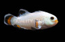 Longfin Ice Storm Ocellaris Clownfish :: 14153