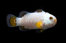 Ice Storm Ocellaris Clownfish :: 14155