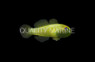 Emerald Coral Goby :: 18716