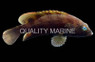 Bluespotted Seabass Grouper :: 19049