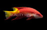 Brazil Cuban Hogfish :: 21529