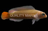Black Margin Dottyback, Male :: 26054