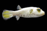 Immaculatus Pufferfish :: 26537