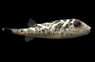 Bullseye Pufferfish :: 26546