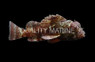 Horned Barbfish :: 28032