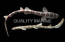 Australian Marbled Cat Shark :: 29027