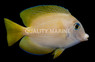 Short Tail Bristletooth Tang