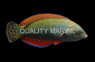 Blue Spotted Tamarin Wrasse :: 33909