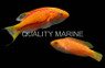 Squire's Fairy Wrasse, Pair (1 Male, 1 Female) :: 58128