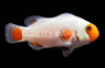 Tangerine Wyoming White Ocellaris Clownfish :: 62100