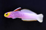 Helfrichi Firefish :: 18520
