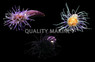 Colored Tube Anemone :: 50025