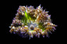 Green Rock Flower Anemone :: 50071