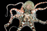 Starry Night Octopus :: 50516