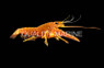 Red Lobster :: 54503