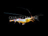 Sugarcane Shrimp :: 57514