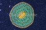 Plate "UFO" Orange :: 52171
