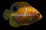 Regal Angelfish Misbar, Bali Aquarich Juvenile :: 10207