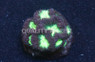 Green Blastomussa Wellsi Coral :: 84030