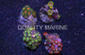 Zoa, Fire & Ice Assorted, Nano :: 55701