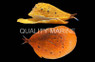 Fig Conch Snail :: 57102