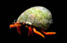 Scarlet Reef Hermit Crab :: 52590