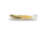 Sicyopterus Red Belted Goby :: 11976