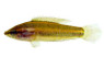 Anjunganensis Licorice Gourami :: 32024