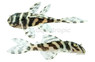 Leopard Frog Plecostomus L134 :: 58084