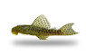 Jaguar Plecostomus :: 58101