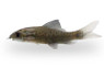 Black Shark :: 65015