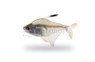 Jackrobertsi Tetra :: 71078
