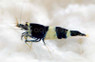 Mixed Grade Black King Kong Shrimp :: 20027