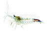 Blue Rili Shrimp :: 20039