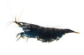 Black Phantom Shrimp :: 20085